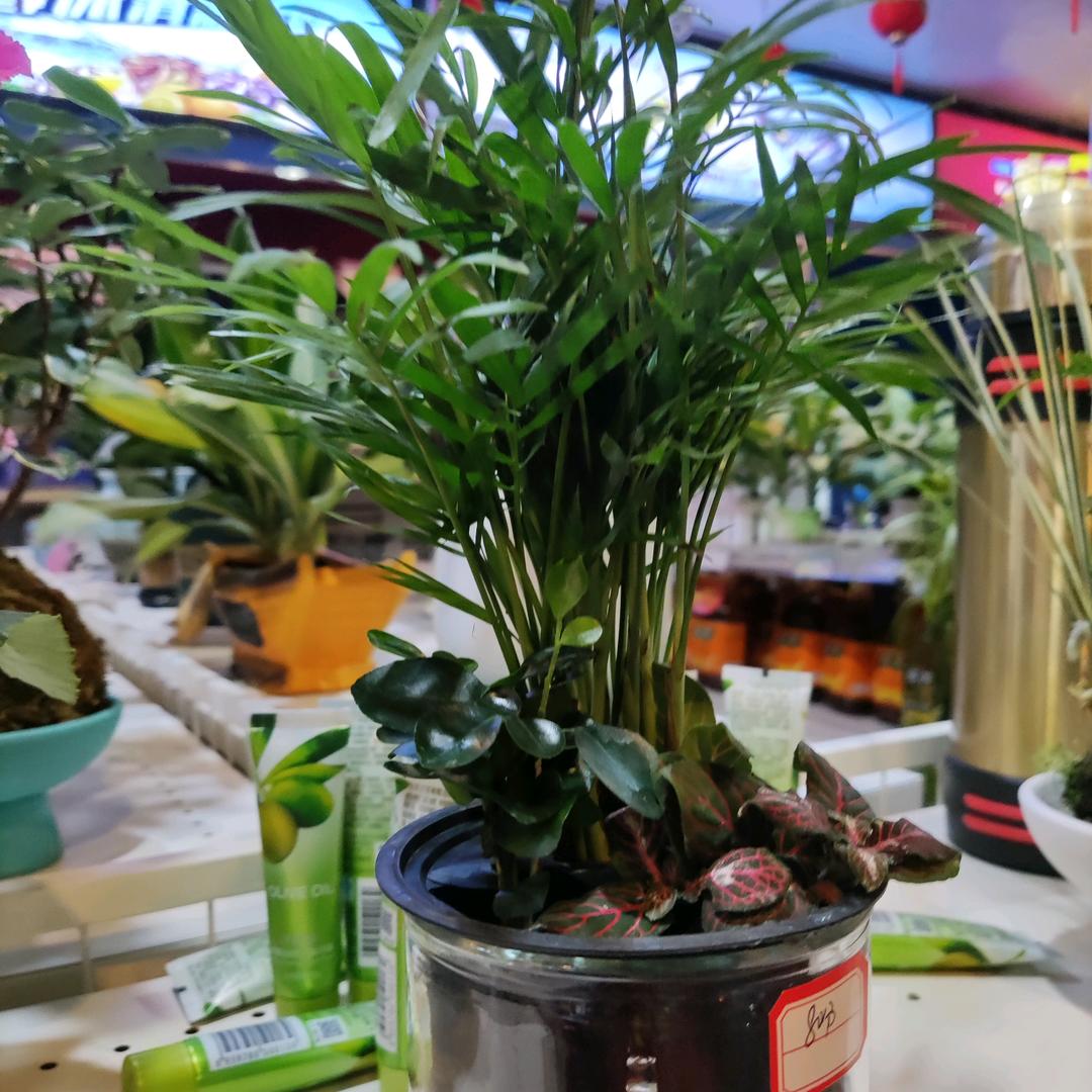 陆上有声燕归来