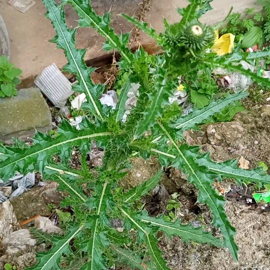 百草