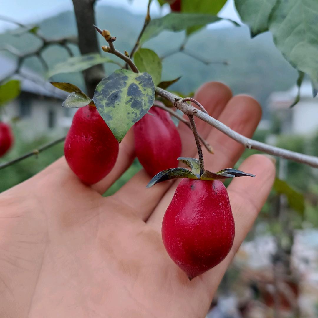 摸鸦校尉搬山道人