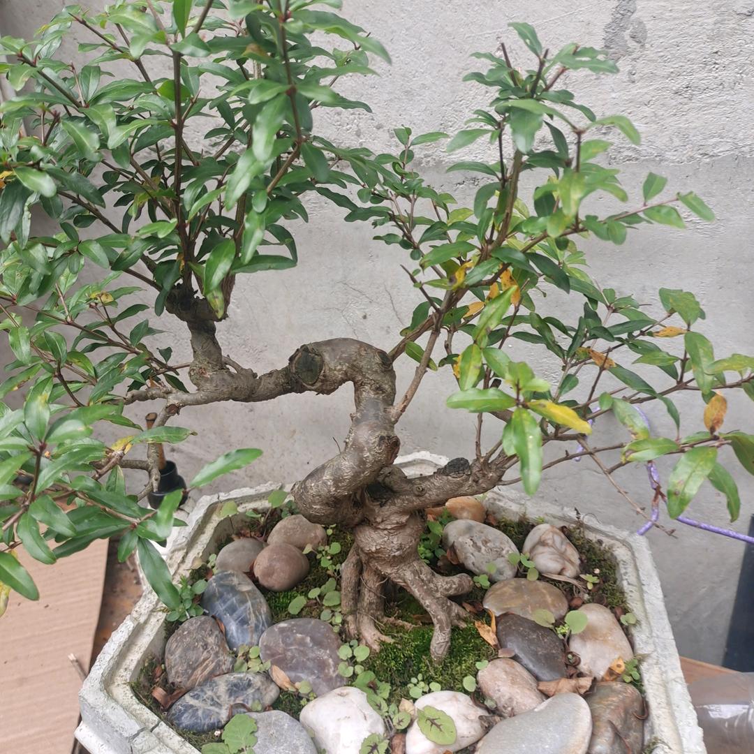 熊霸天