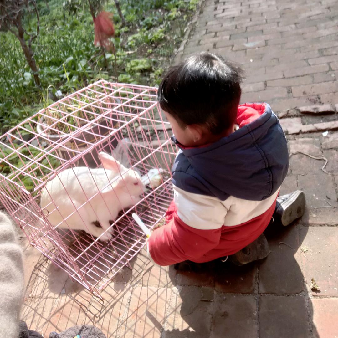 胖兜兜–