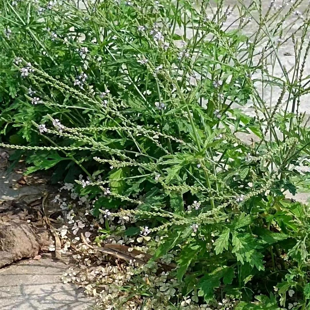南瓜小米粥