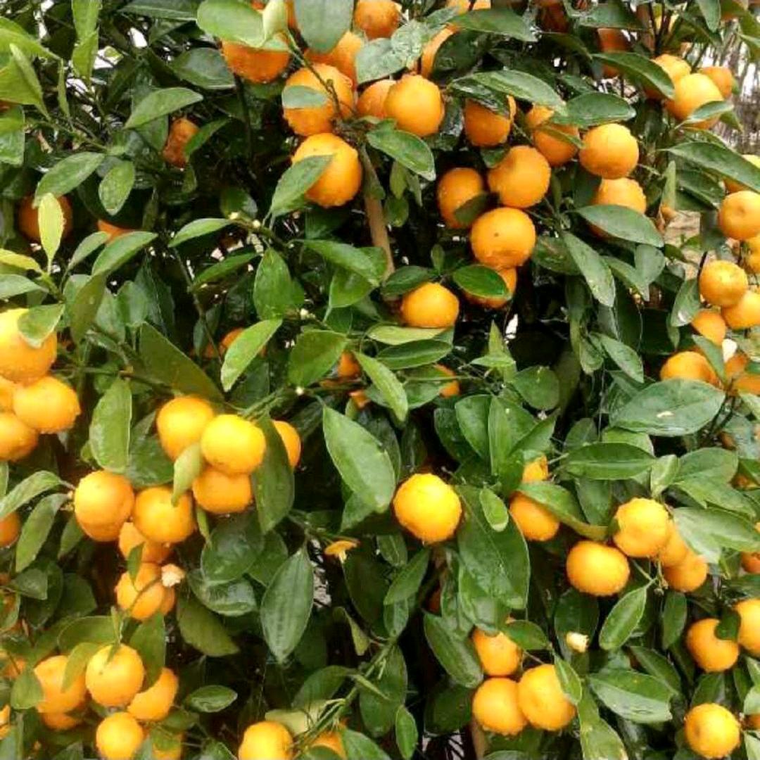 健康平安幸福。