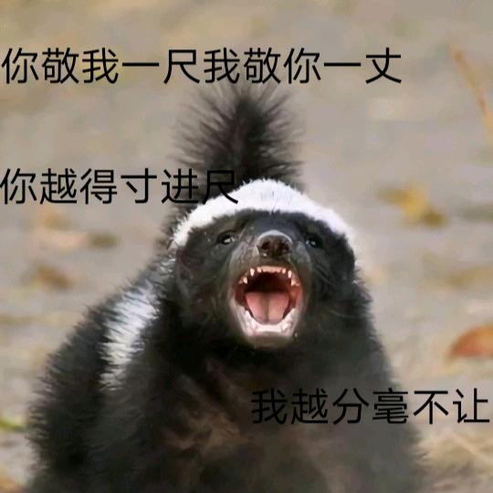 666豹