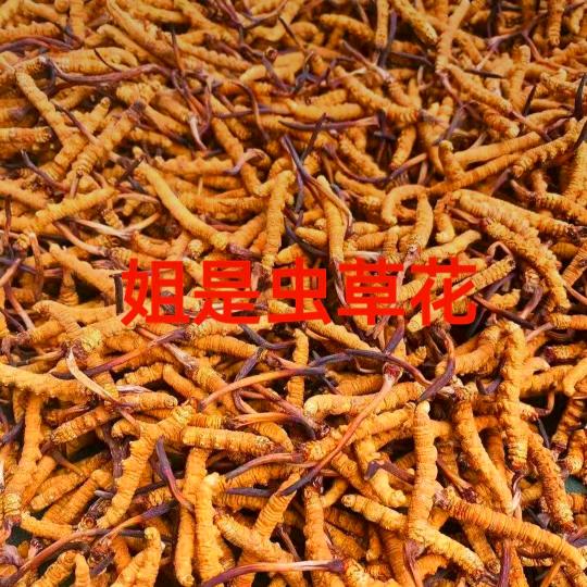 姐是虫草花