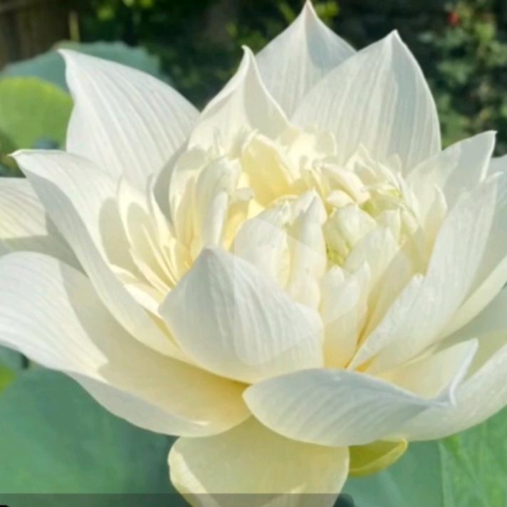 一朵莲花
