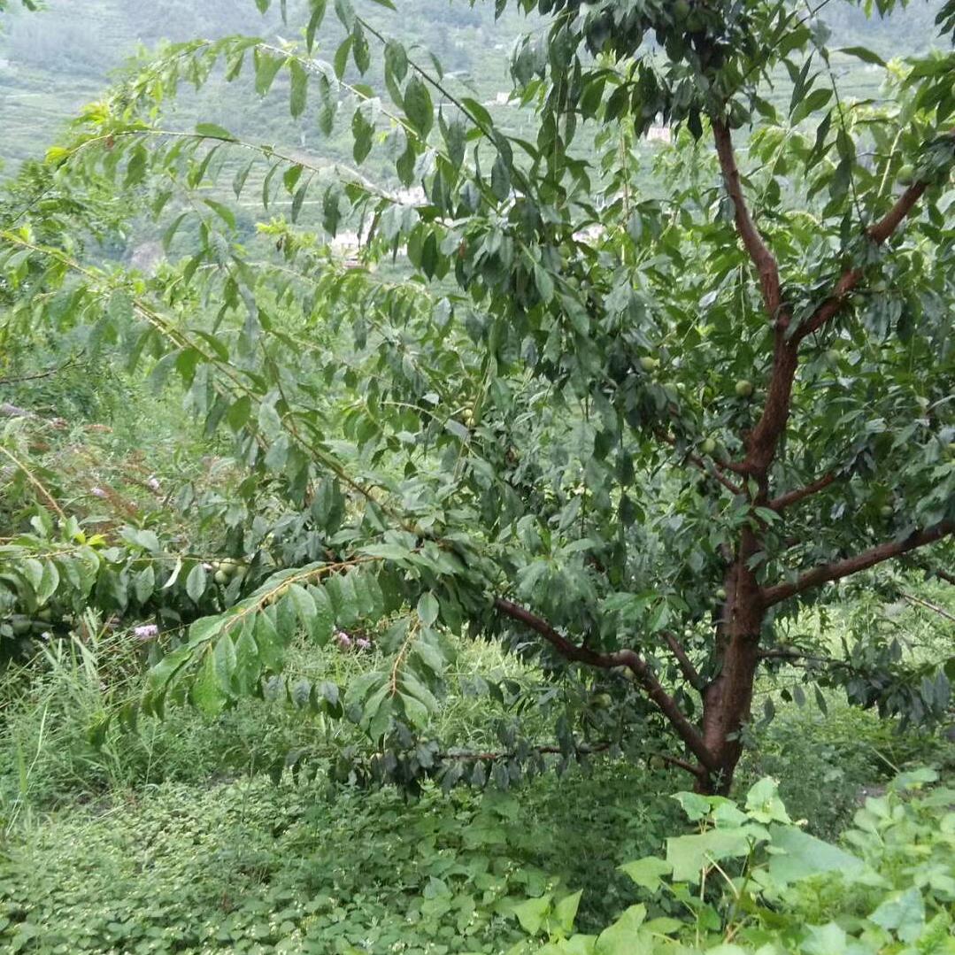 不敢回忆💗回忆总想哭☔
