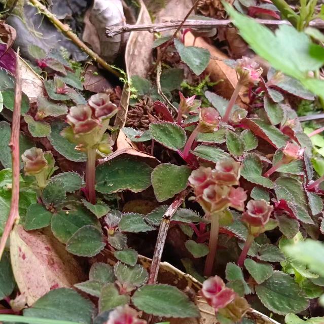 聆听大自然的声音《野生风柜斗草》