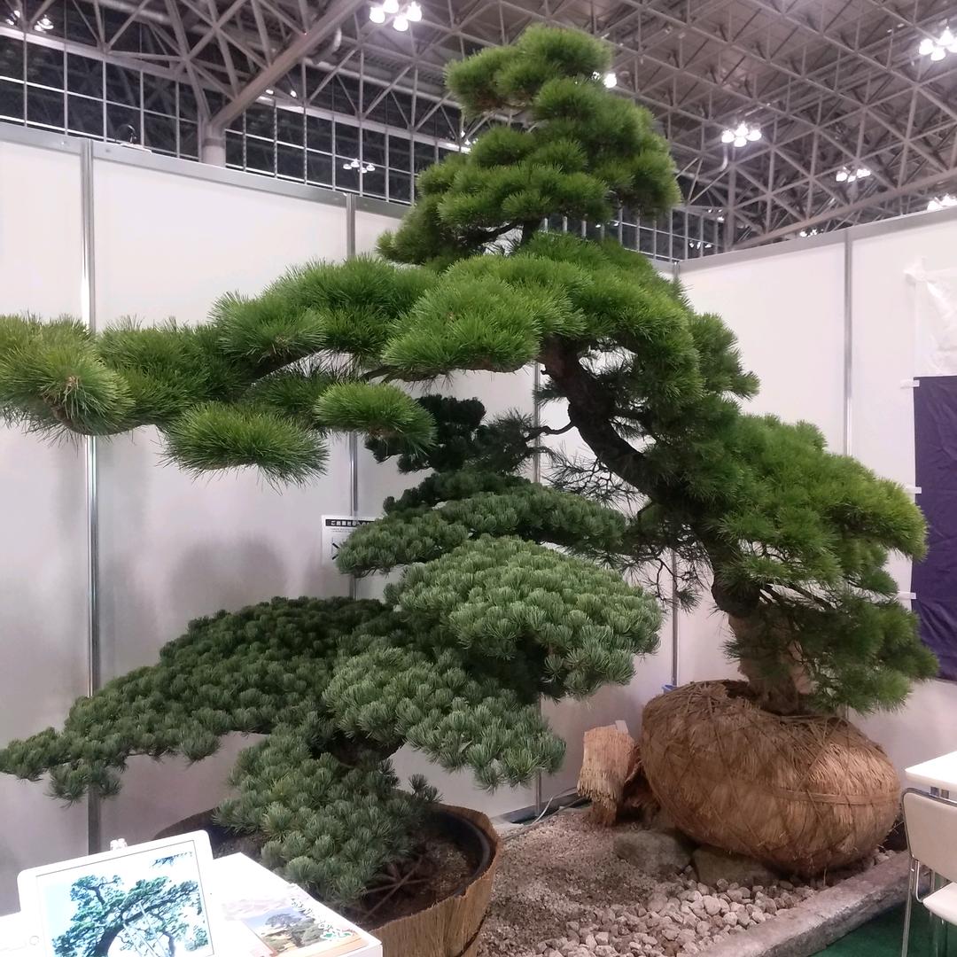爱丽锋