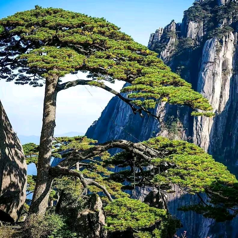 平淡哥