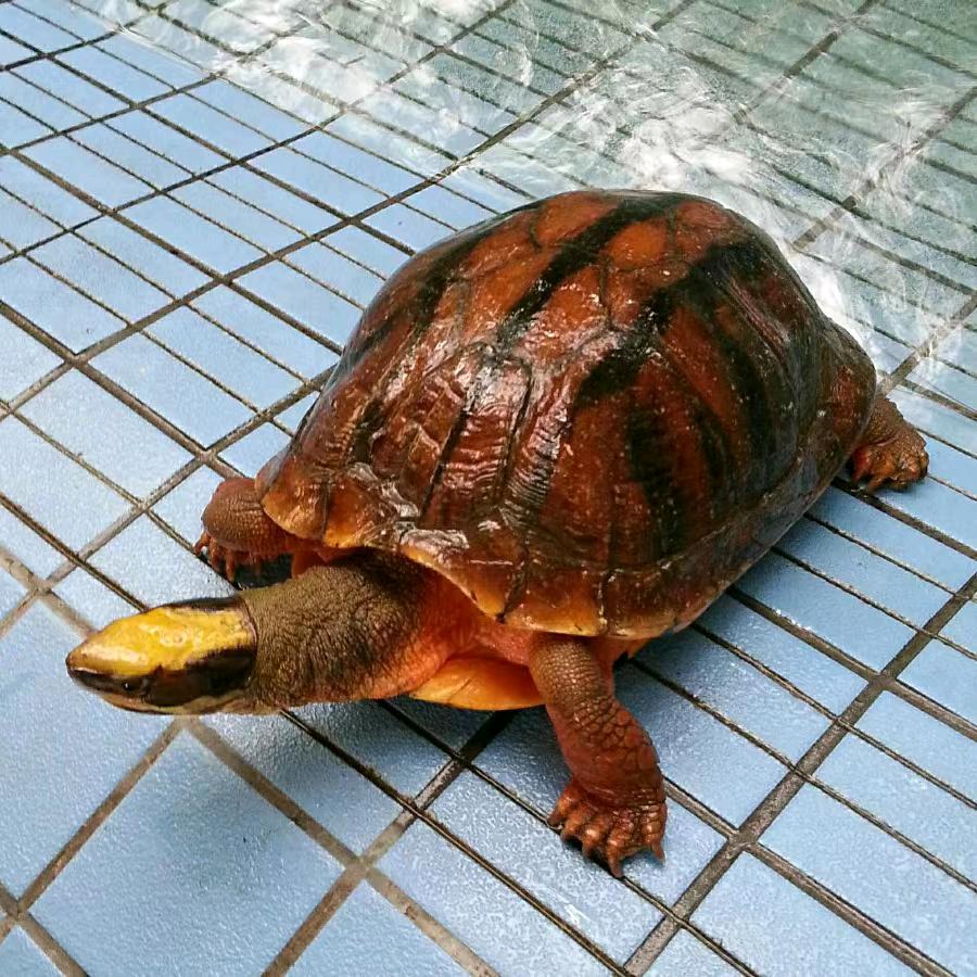 一灯一禅