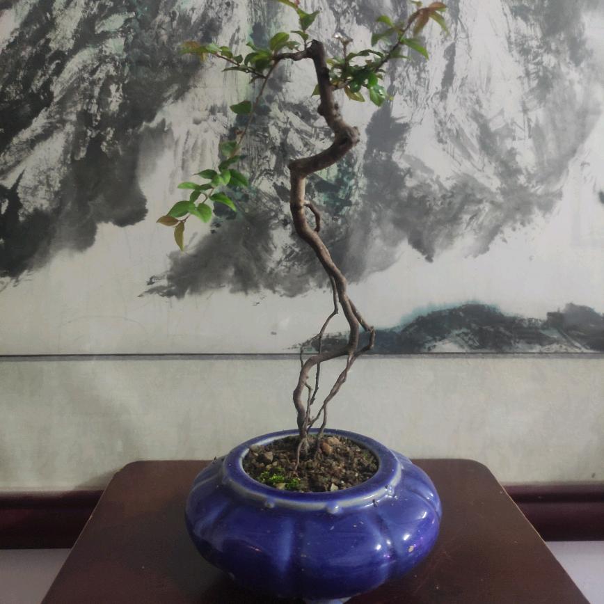 嶺南盆景玩樂的大強