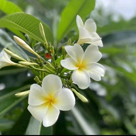 🌺^丹^🌺