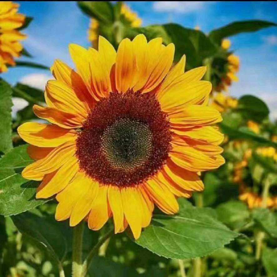 春暖花开😃😃