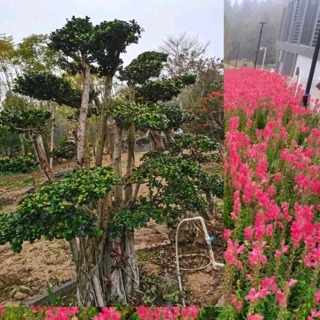 普河