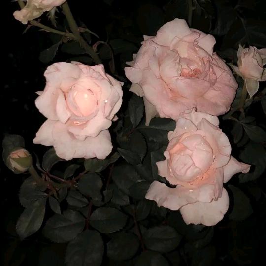 大脸猫不吃鱼🫣