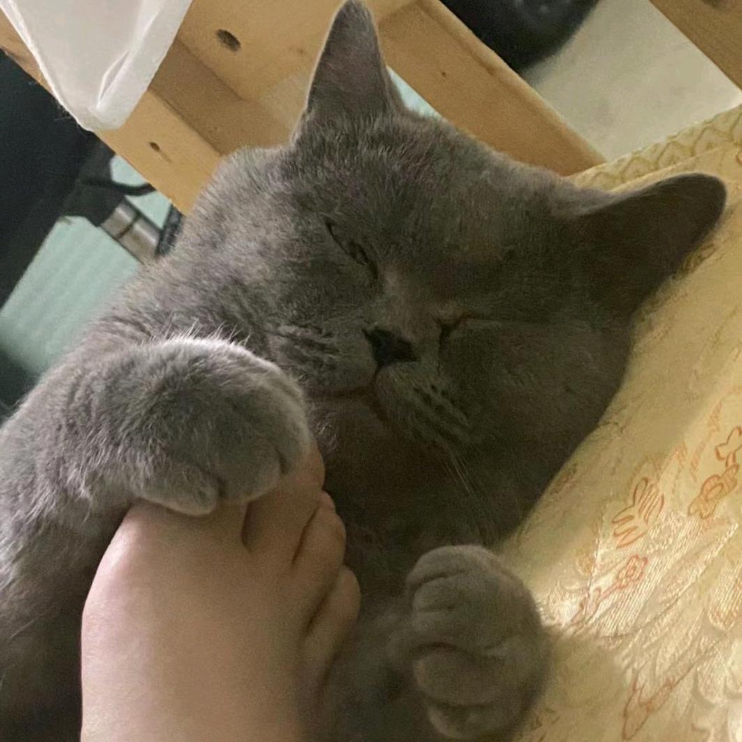 秋天的梅花