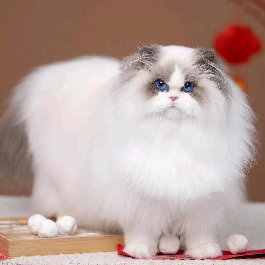柒彩非传统系布偶猫舍