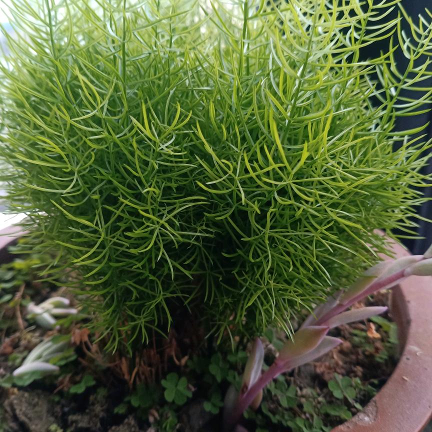 醉生梦死🌱