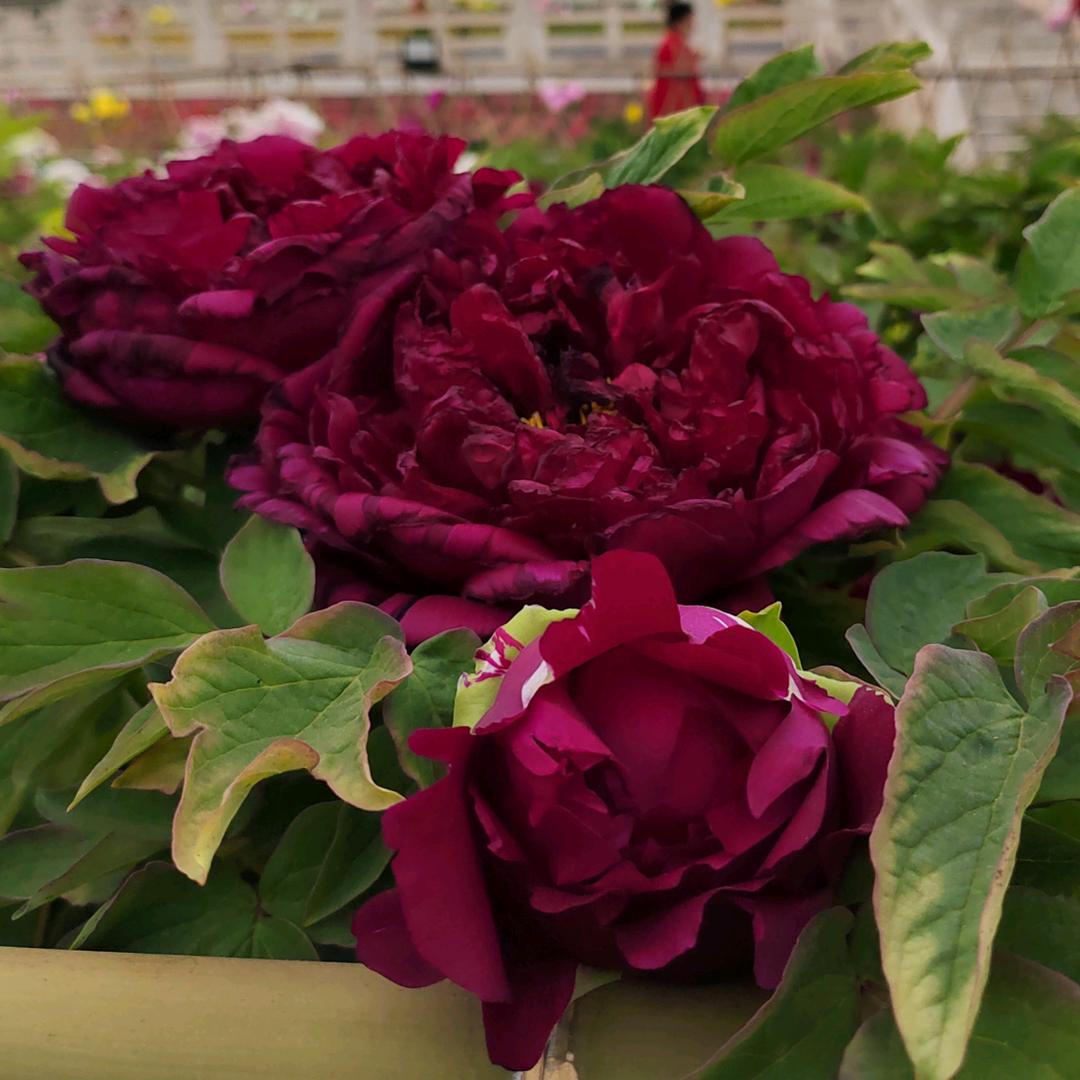 紫香芋