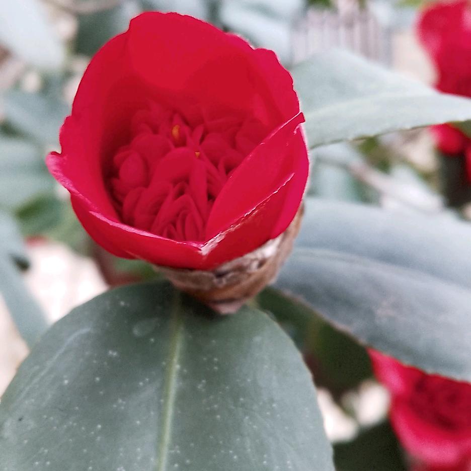 桩桩茹意盆景素材