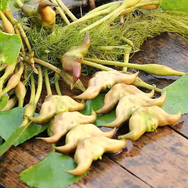 花了个花水植花卉小店