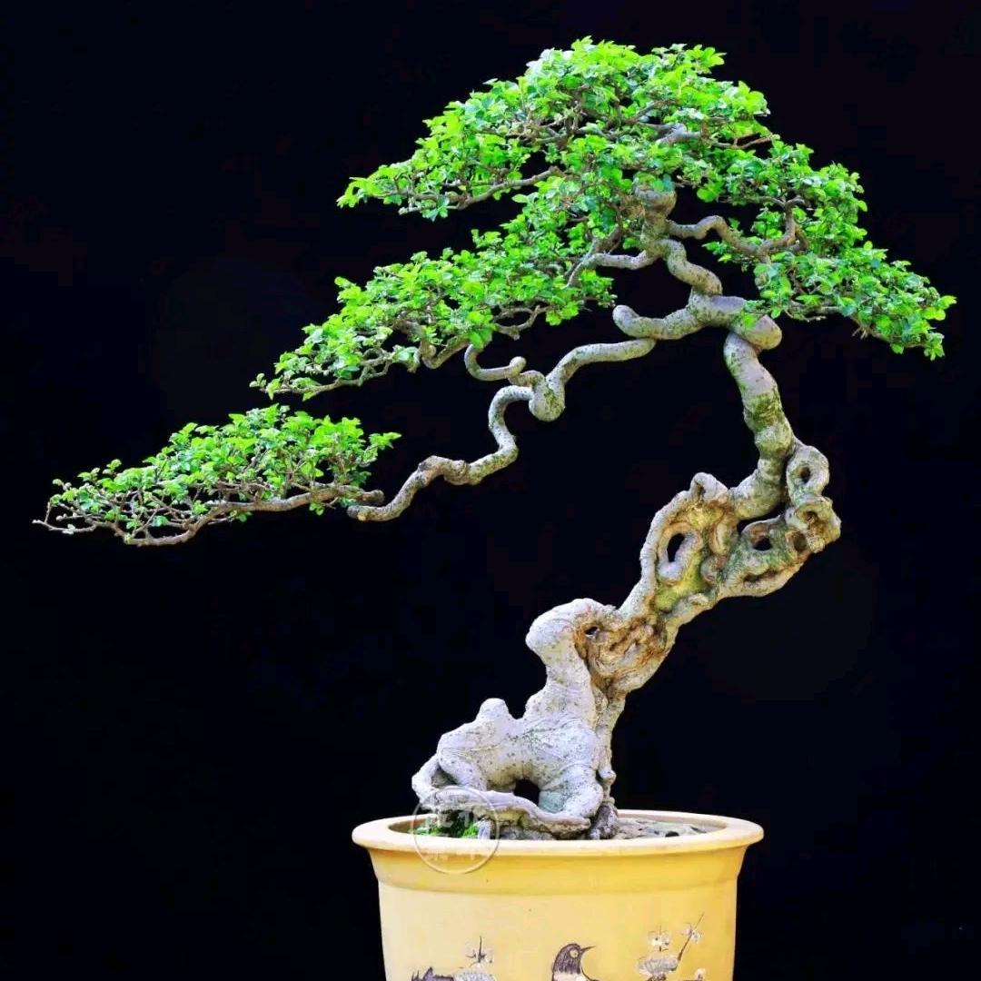 炽木园艺