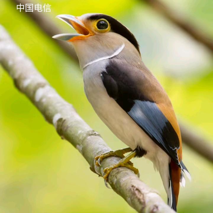 郑东兴