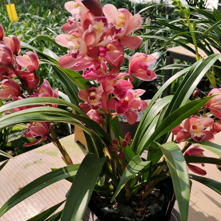 (🌹🌹🌹ಡωಡ)梁家四妹🌹🌹?