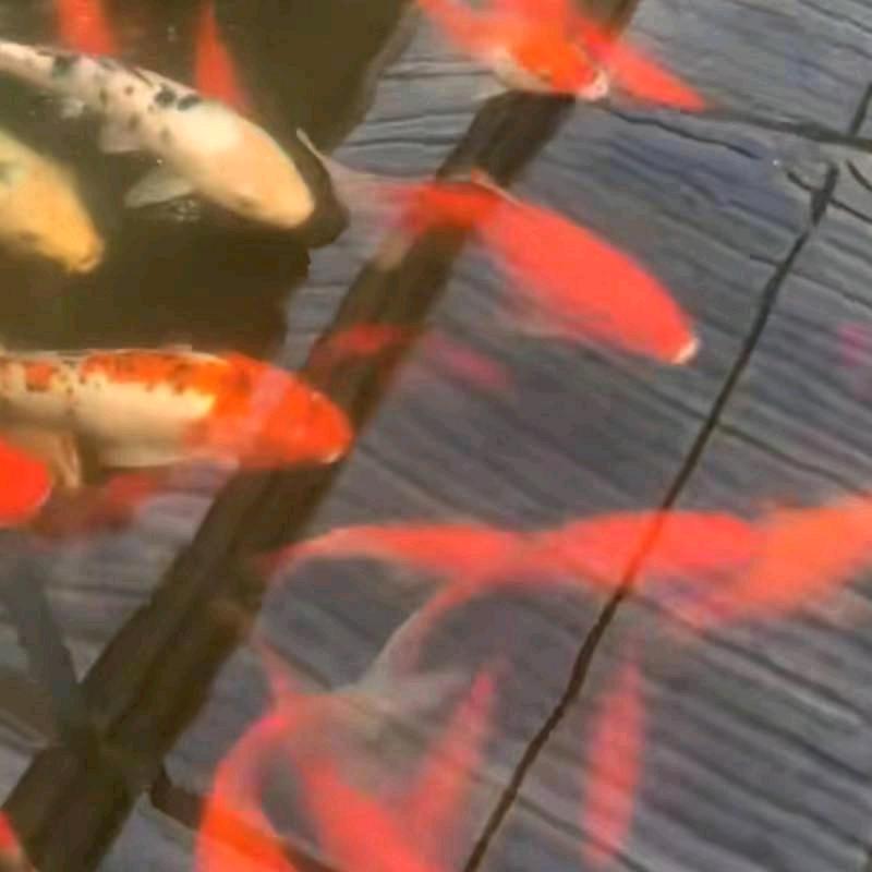 海口秀英海部汽车行