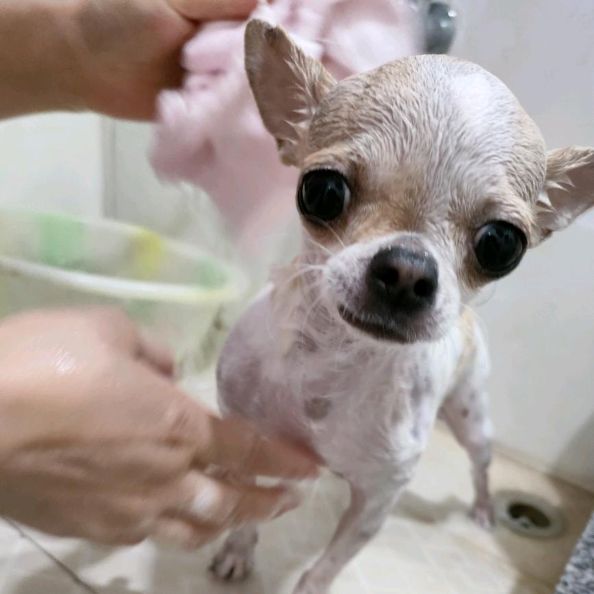 炸毛小牙刷