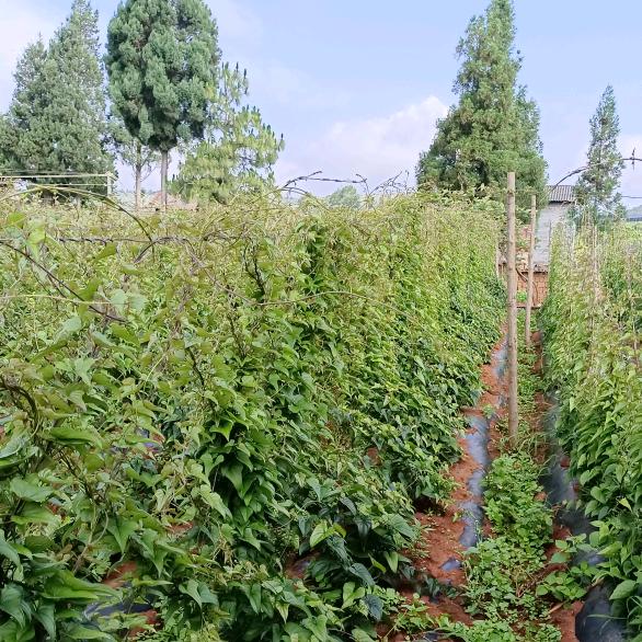 文山 罗茨山药种植