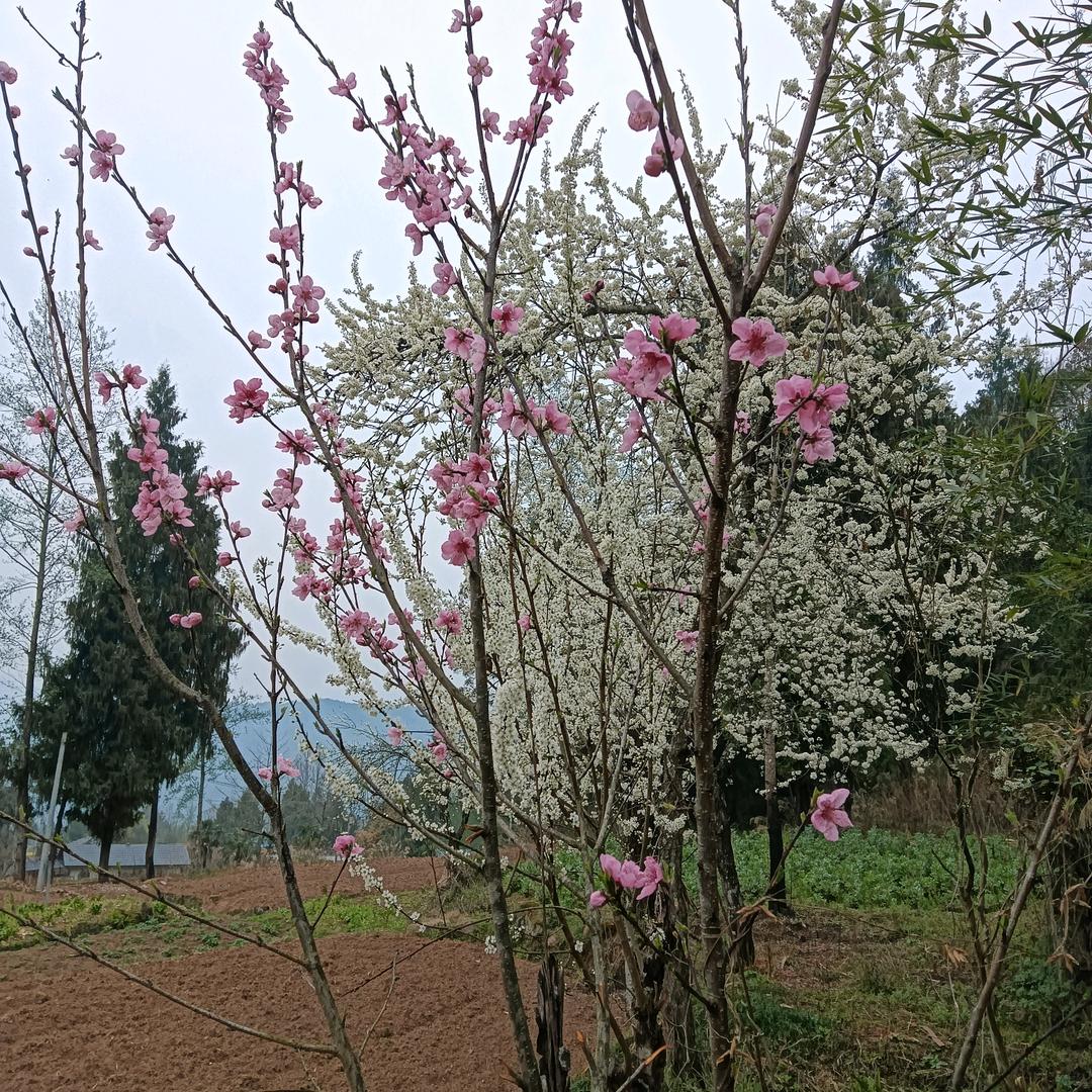 永远