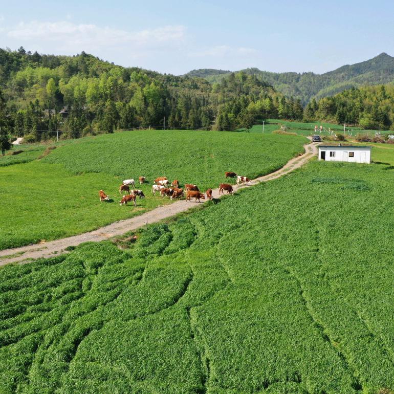 镇远兴农肉牛