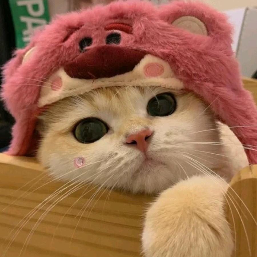 ᥫᩣ小呆瓜.ʚʕ̯•͡˔•̯᷅ʔɞ