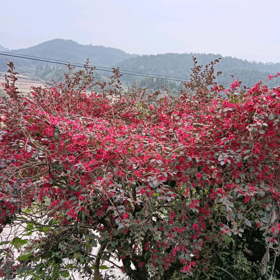 平安好