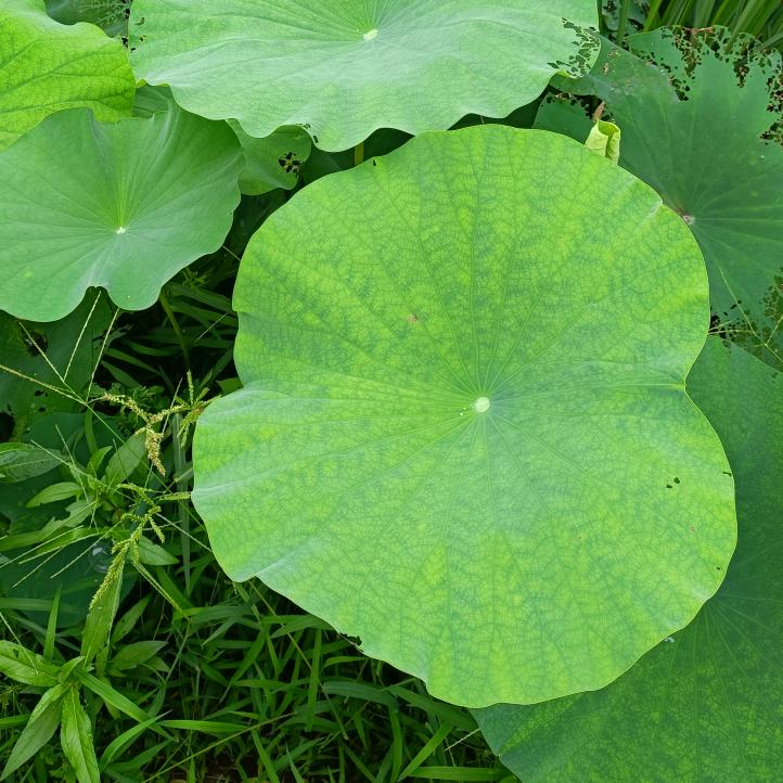 💝追风🔥天子💝