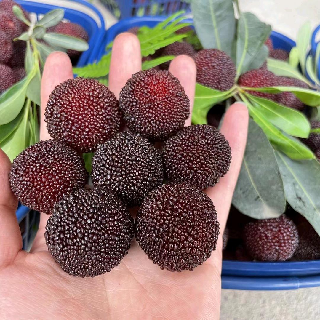 兰溪小范杨梅采摘