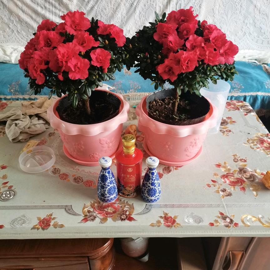 烈酒醉人user477442529421