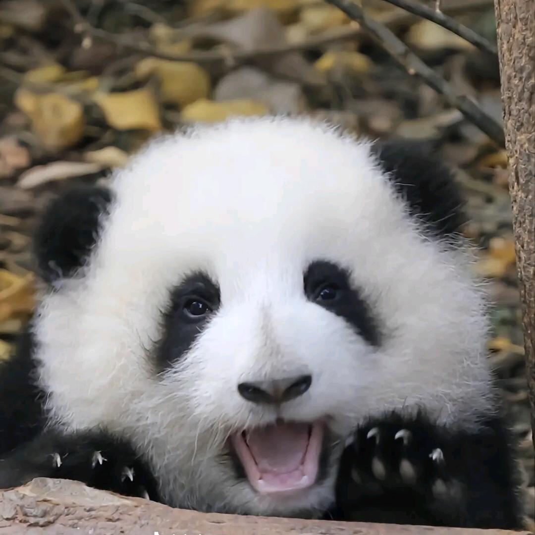 微甜冰美式