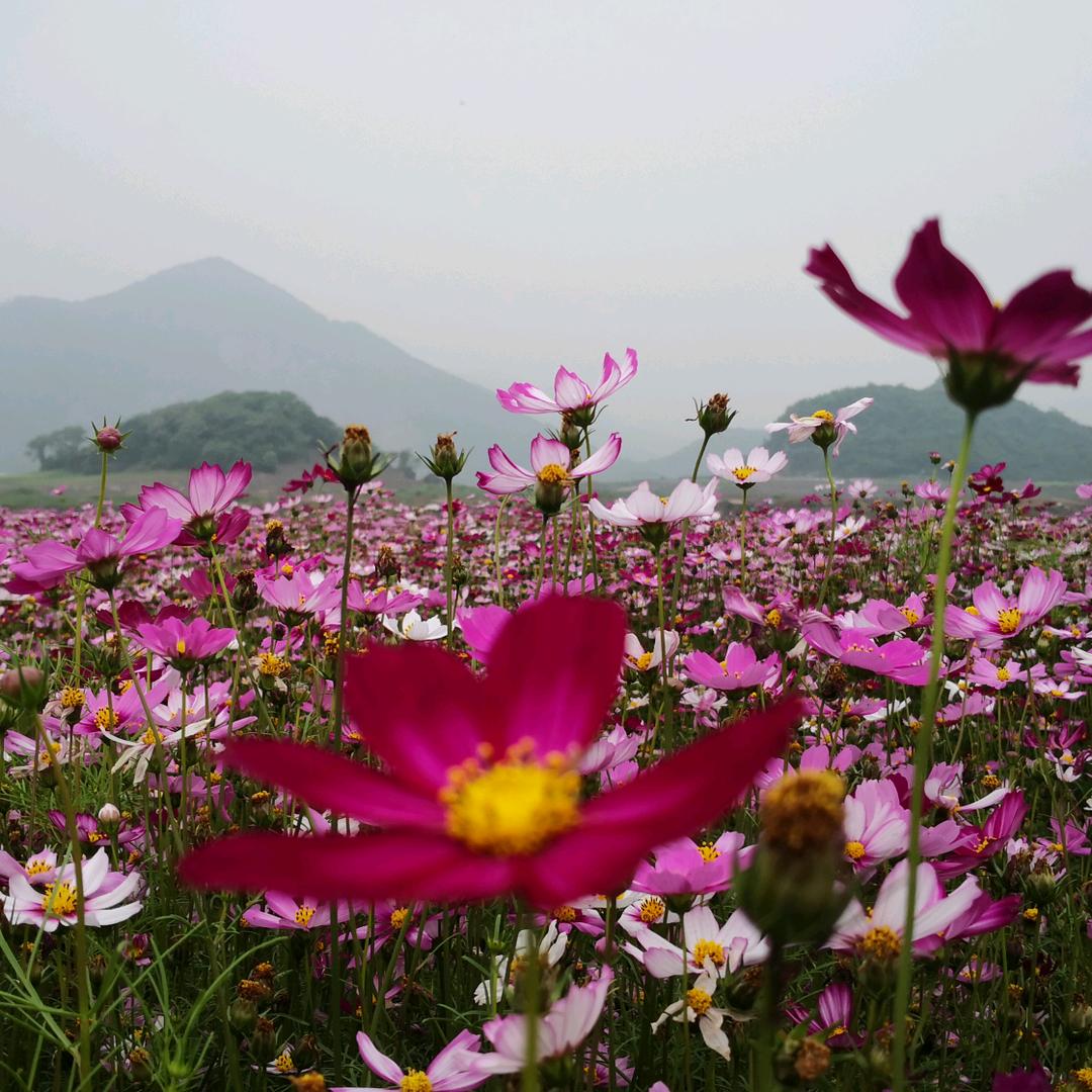 含英咀华
