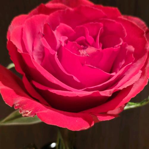 (♡ ὅ ◡ ὅ )ʃ♡娣(✧∇✧)