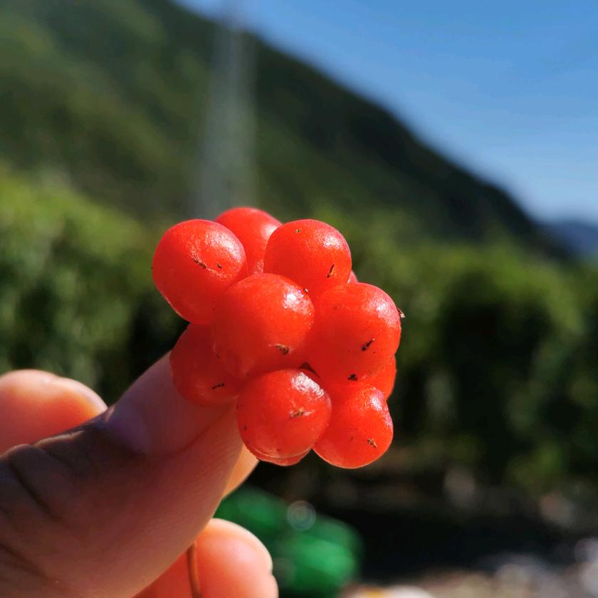 弘莲