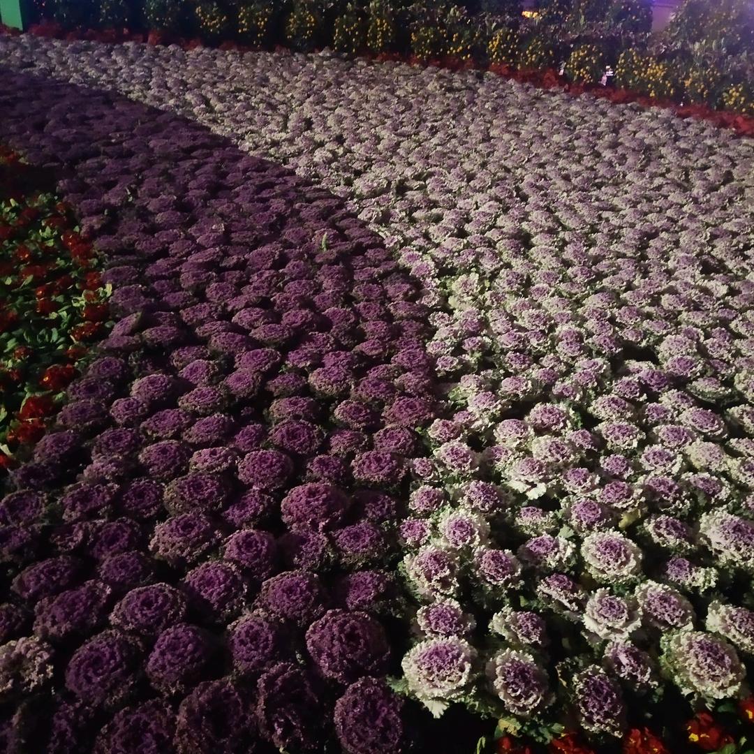 <(｀^′)>礼物呢