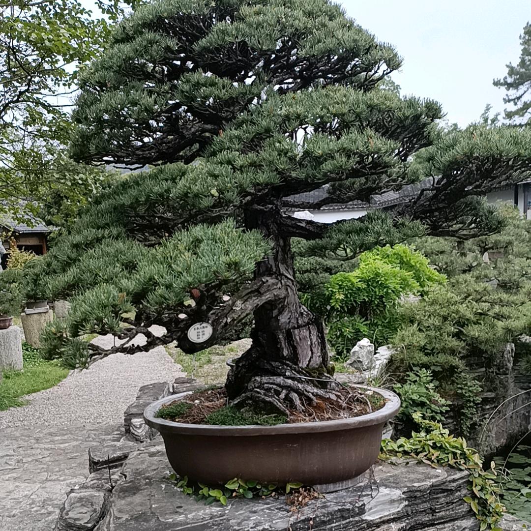 人间美好