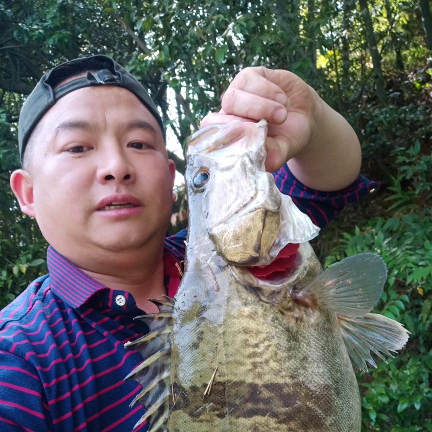 专钓翘嘴鱼