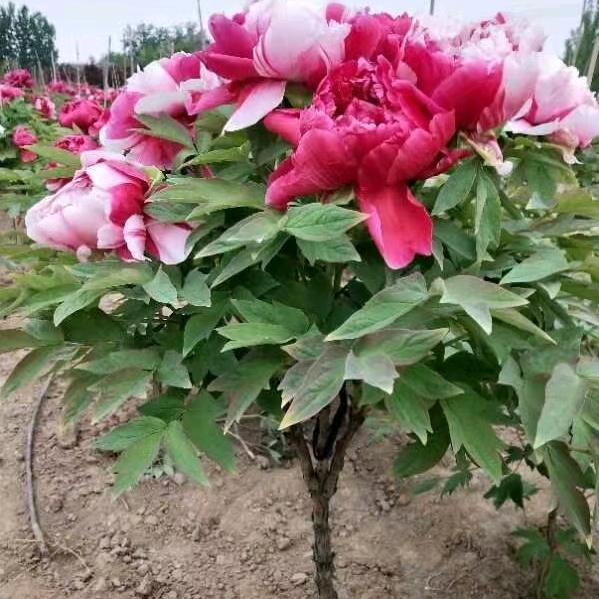 菏泽星颜花卉有限公司
