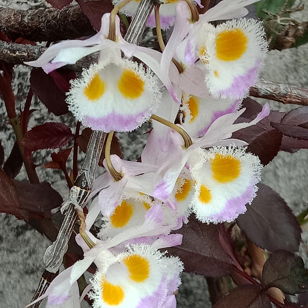 雪莲花