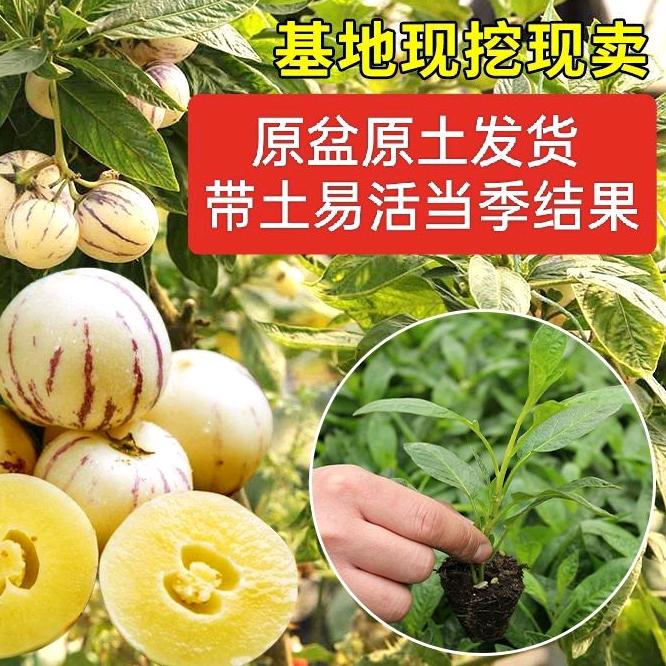 姜兴比兴小黄姜