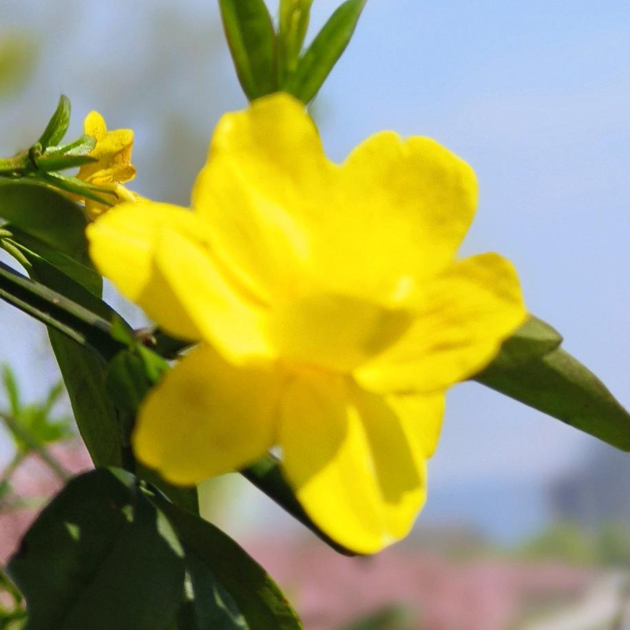 贵州优品水城羊肉粉